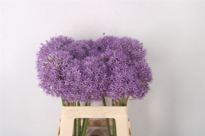 <h4>Allium Globemaster</h4>