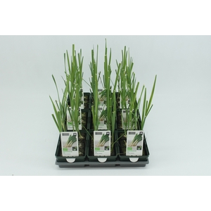 BKH groente 50150 bio Prei (set x9)