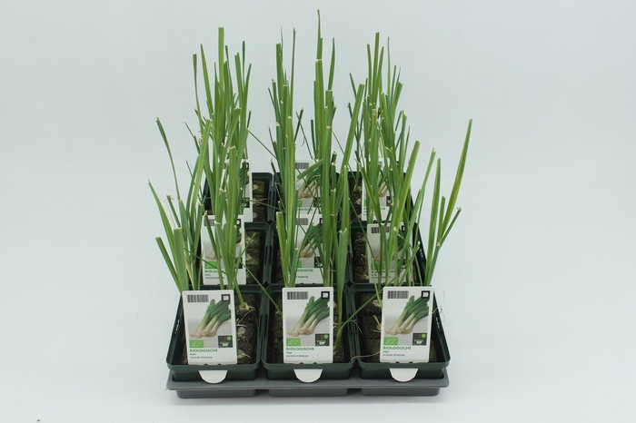 <h4>BKH groente 50150 bio Prei (set x9)</h4>