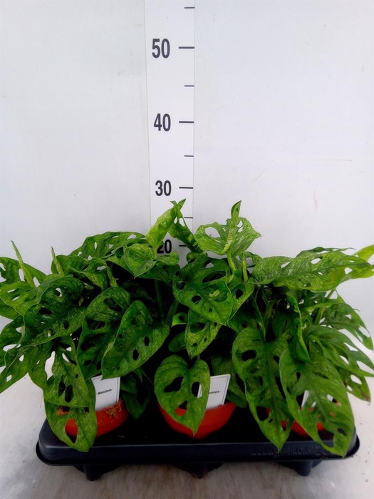 <h4>Monstera obliqua 'Leichtlinii'</h4>