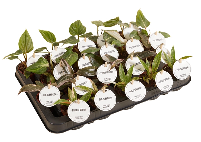 <h4>Philodendron Colour Mix</h4>