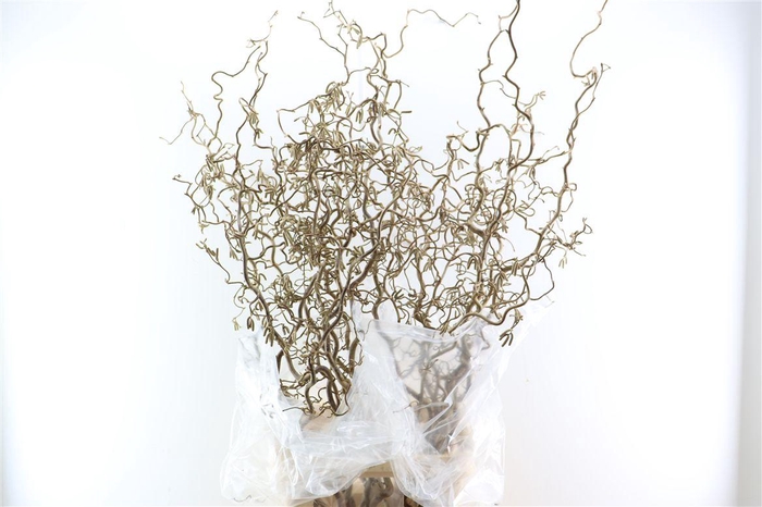 <h4>Corylus Av Contorta</h4>