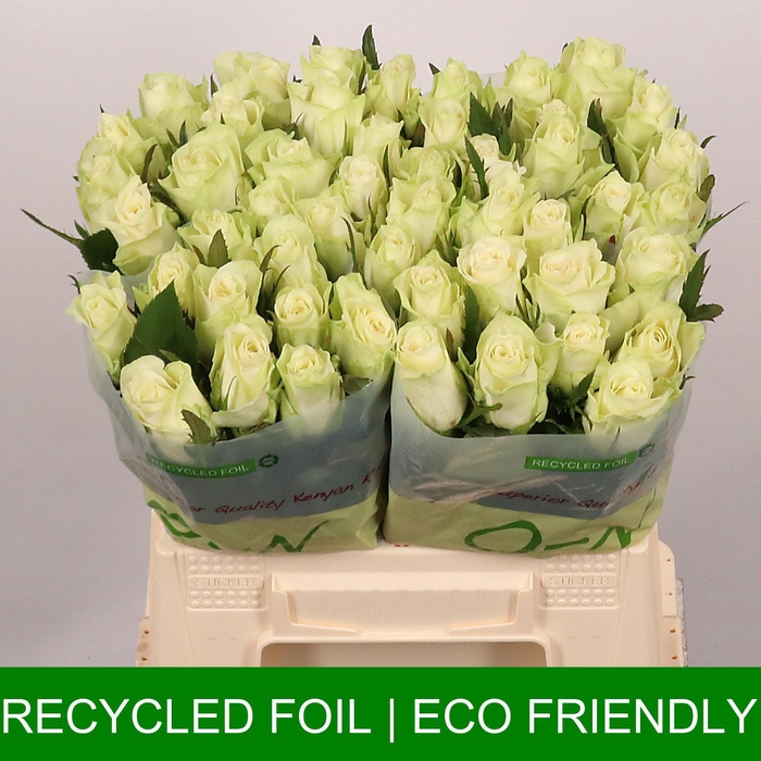 <h4>R GR ATHENA</h4>