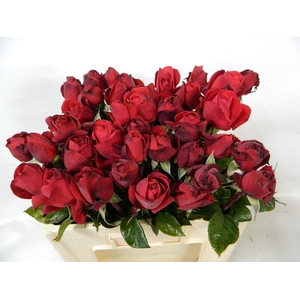 R GR RED QUEEN FREEL