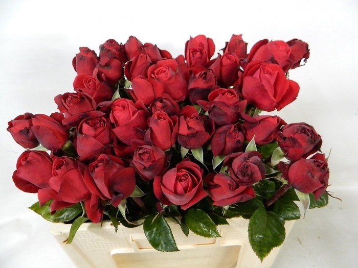 <h4>R GR RED QUEEN FREEL</h4>
