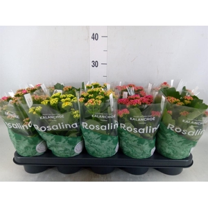 Kalanchoe blos. 'RosDon Collection'