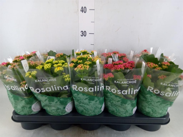 <h4>Kalanchoe blos. 'RosDon Collection'</h4>