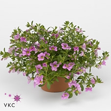 CALIB CA LIGHT PINK