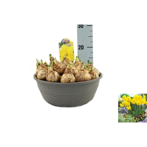 Narcissus TR 'Lucky Number'