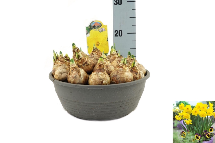 <h4>Narcissus TR 'Lucky Number'</h4>