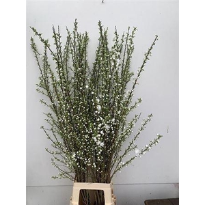 Prunus Gland Vertakt