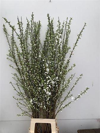 <h4>Prunus Gland Vertakt</h4>