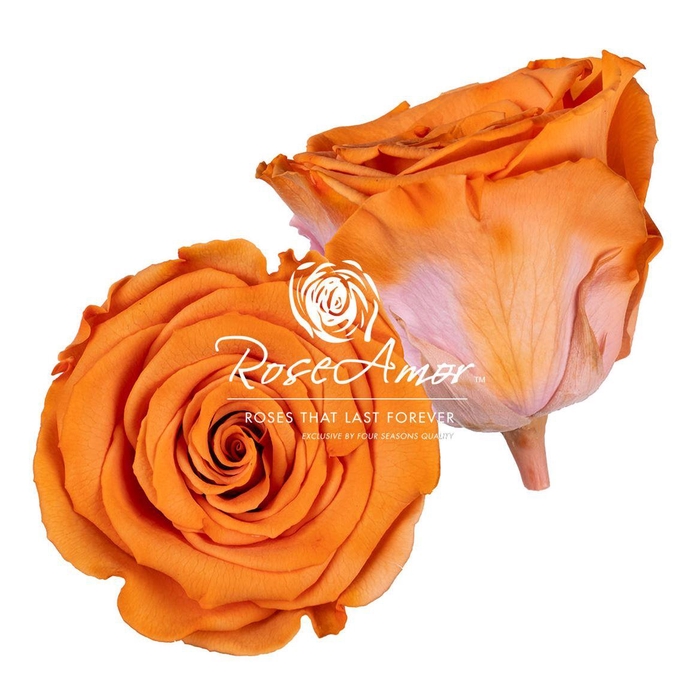 <h4>Lplus Bic12</h4>