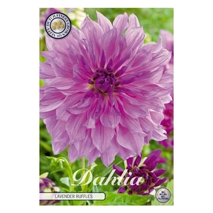 Dahlia Lavender Ruffles x 1l