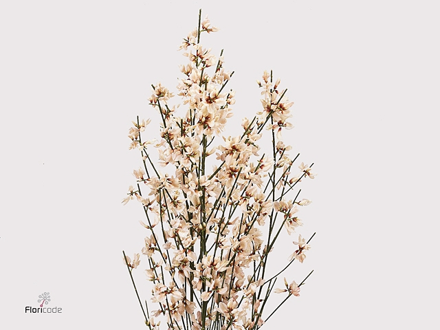 GINSTER YELLOW 400GR