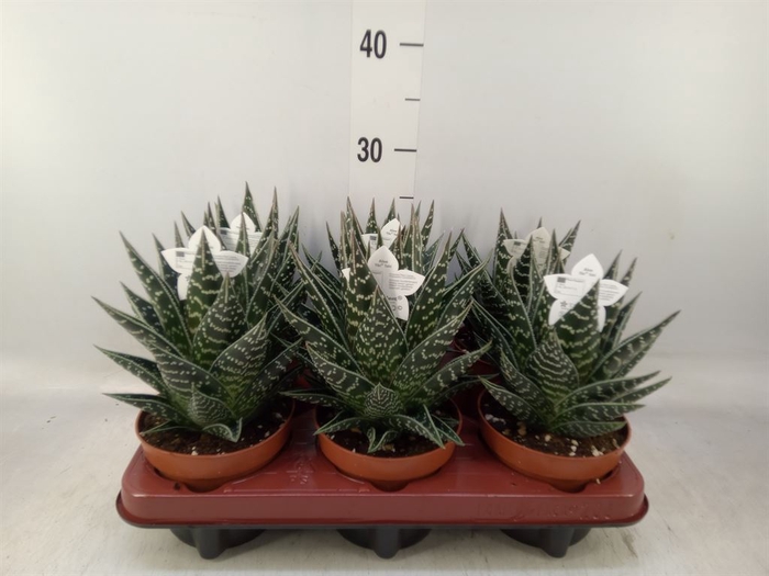 <h4>Aloe aristata 'Tiki Tahi'</h4>