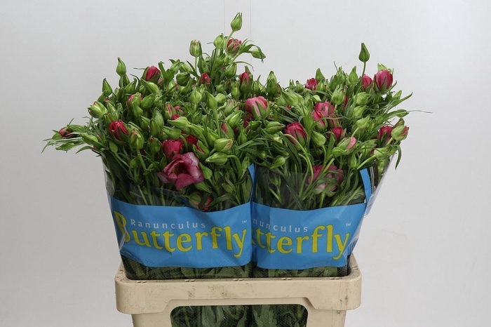 <h4>Ranunculus 'Butterfly Lycia'</h4>