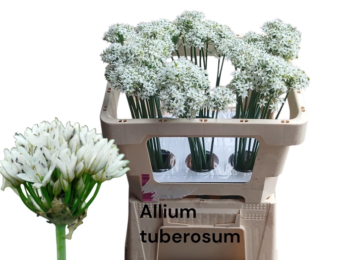 <h4>Allium Tuberosum</h4>