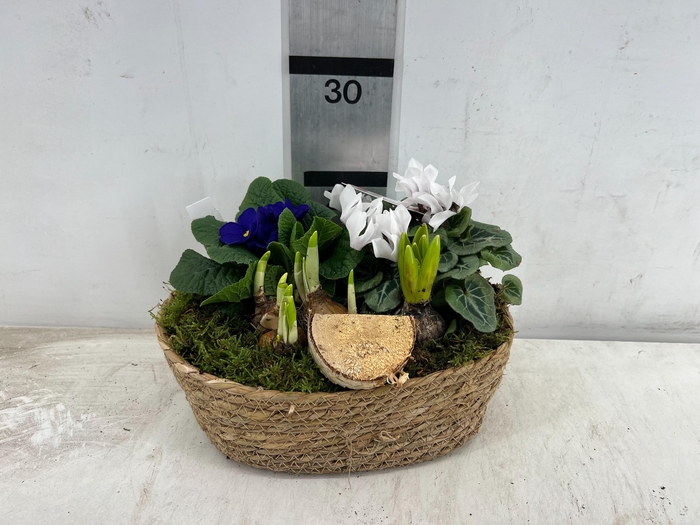 <h4>ARR PL IN SCHAAL</h4>