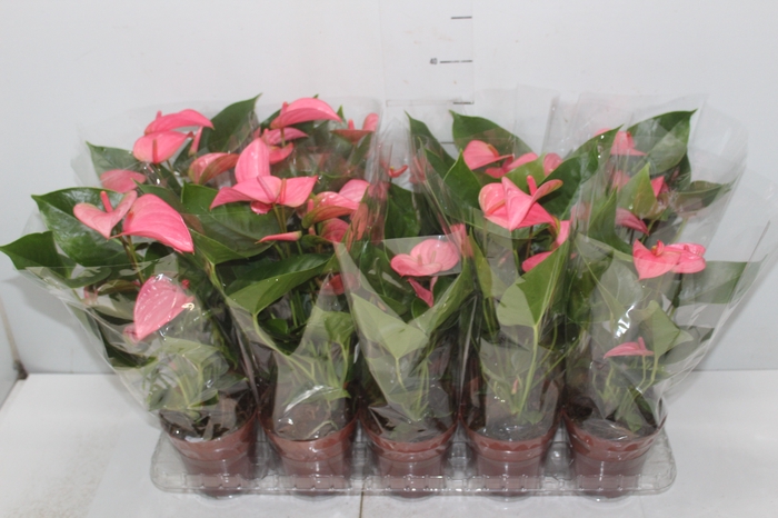 <h4>ANTHURIUM ROYAL PINK CHAMPION P12</h4>