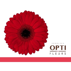 Gerbera Beauty