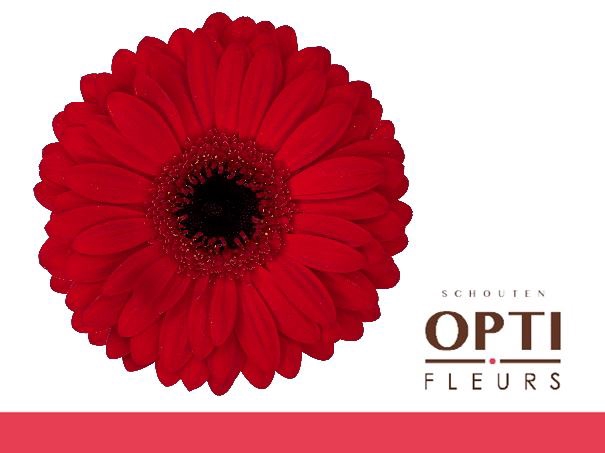 <h4>Gerbera Beauty</h4>