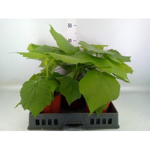 Sparrmannia africana