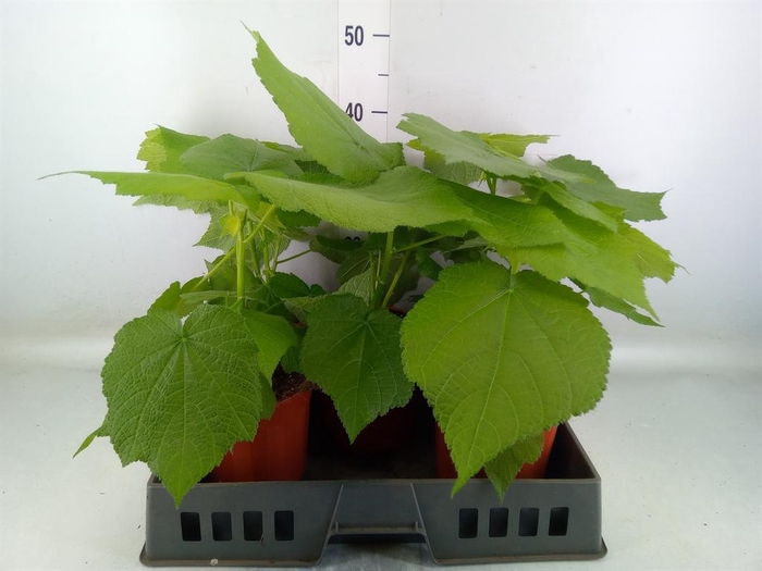 <h4>Sparrmannia africana</h4>