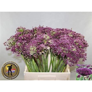 Allium Cherry