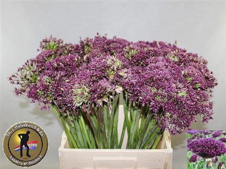 <h4>Allium Cherry</h4>