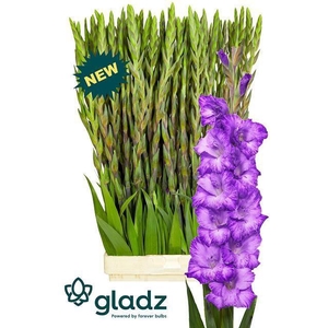 GLAD GR MAUVE MUSE