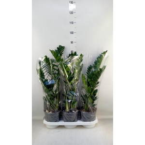 Zamioculcas zamiifolia