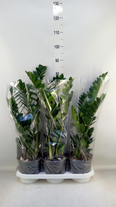 <h4>Zamioculcas zamiifolia</h4>