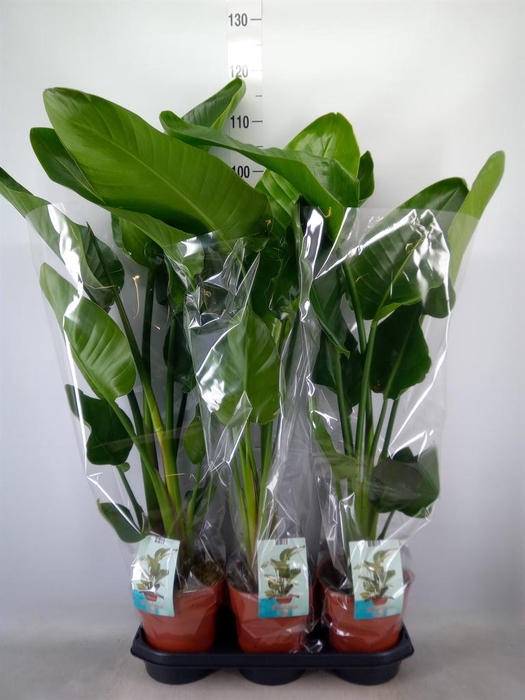 <h4>Strelitzia nicolai</h4>