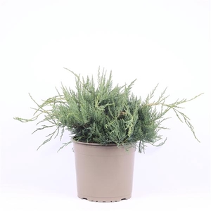 Juniperus virginiana 'Grey Owl'