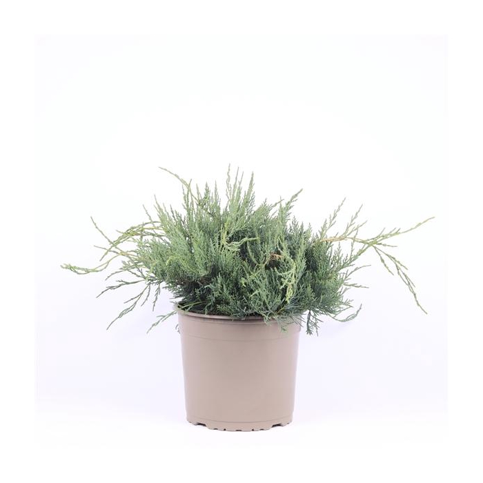 <h4>Juniperus virginiana 'Grey Owl'</h4>