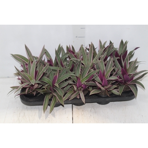 TRADESCANTIA SPATHACEA P11