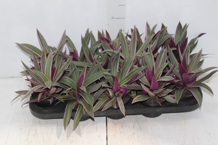 TRADESCANTIA SPATHACEA P11