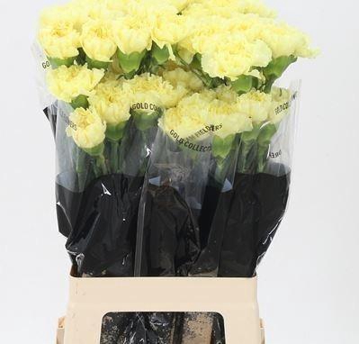 <h4>DI ST DILETTA</h4>