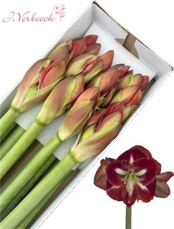 <h4>Hipp Ga Dynasty</h4>