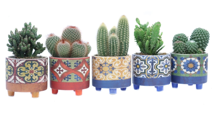 <h4>Cactus 10,5 cm in agadir sierpot</h4>