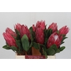 Protea Cynaroides Madiba