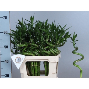 Drac Bamboo Spiraal 50 Cm