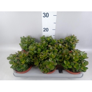 Crassula ovata 'Minor'
