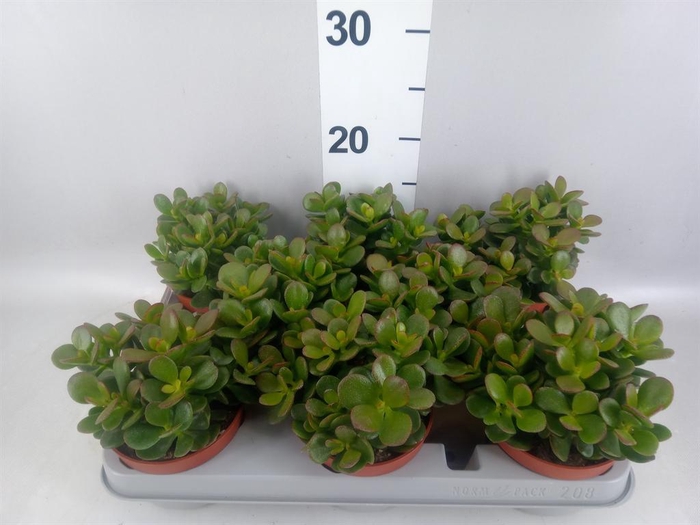 <h4>Crassula ovata 'Minor'</h4>