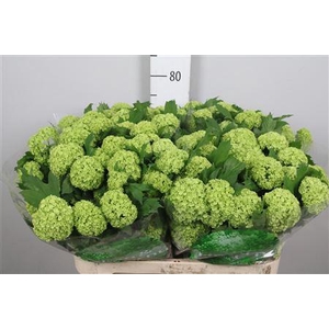 Viburnum Roseum St 4+