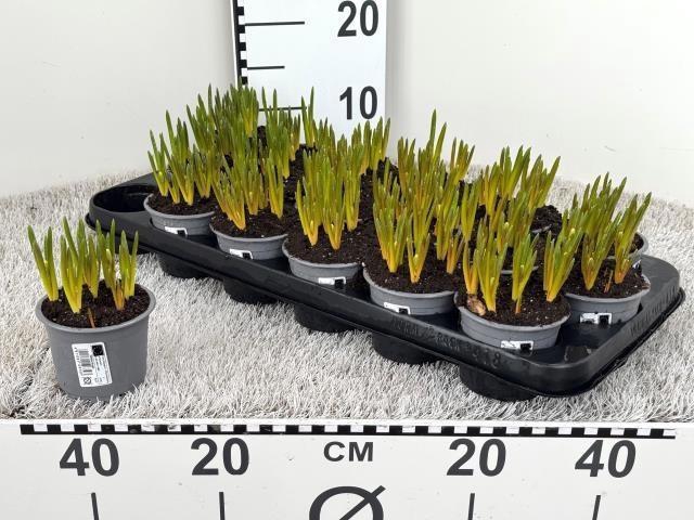 <h4>MUSCAR WHITE MAGIC</h4>