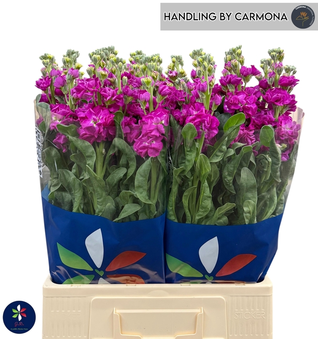 <h4>MATTH IRON ROSE</h4>