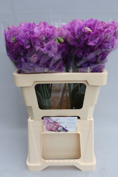 <h4>Lathyrus Sunshine Mauve</h4>