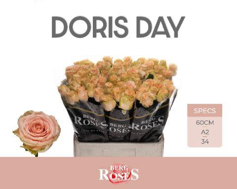 <h4>R GR DORIS DAY</h4>